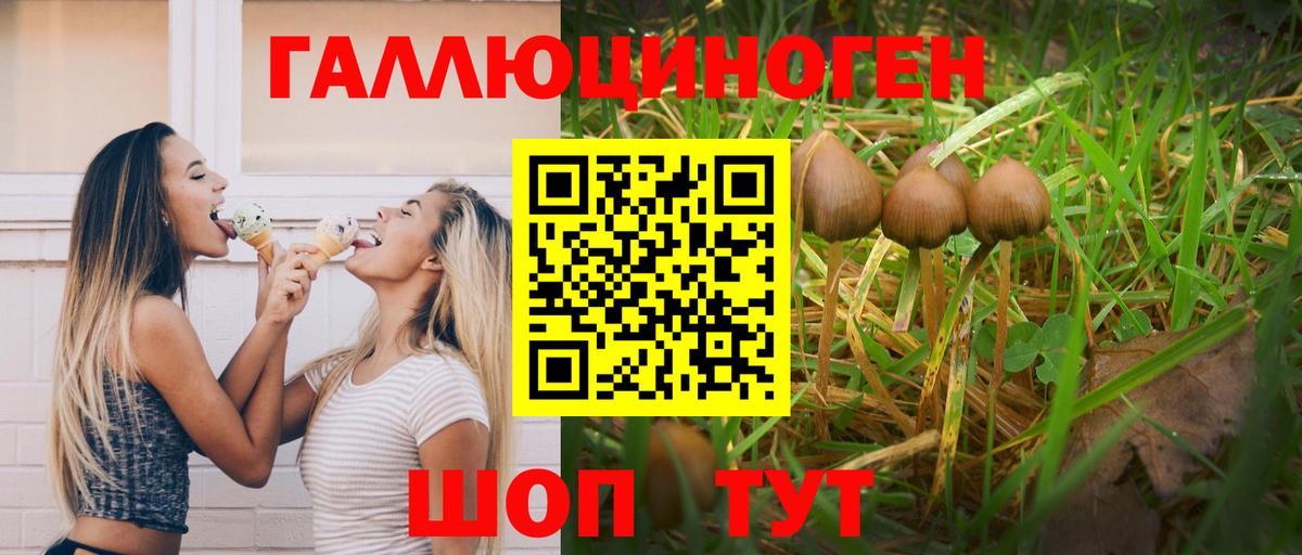 Галлюциногенные грибы Psilocybine cubensis Лесозаводск